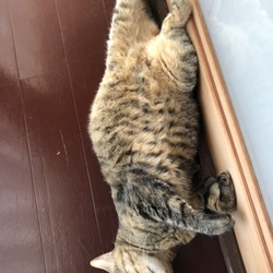 「呼吸数」サムネイル2