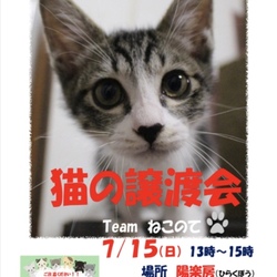 猫の譲渡会