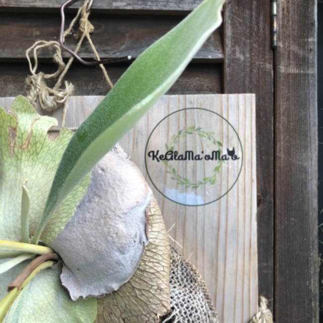 一般社団法人KeAlaMa‘oma‘oケアラマオマオのカバー写真