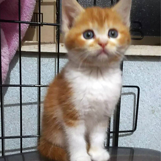 ふわふわ兄妹あめにゃちゃん