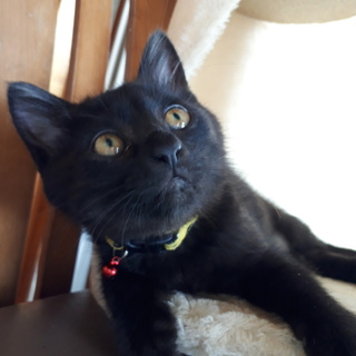 クマ顔のくろねこ「コジロー」里親様募集だニャン♪