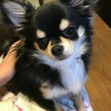 可愛がって頂ける方
