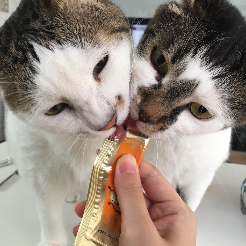 どんのカバー写真