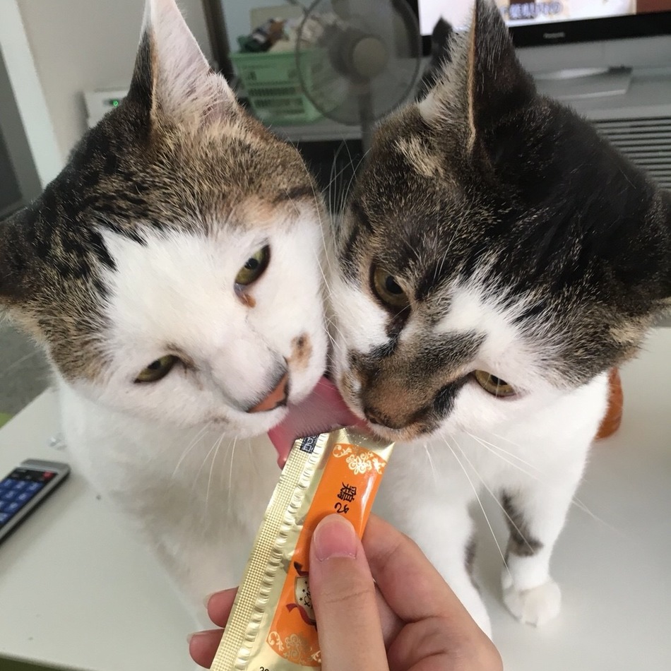 みーみのカバー写真