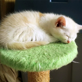 ふわふわ兄妹ゆきにゃちゃん