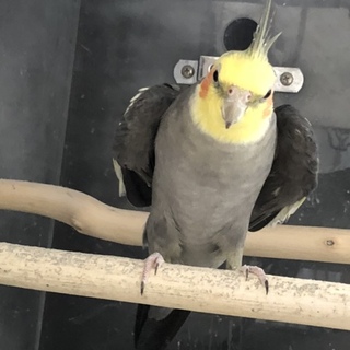 里親様決定しました。ありがとうございました！