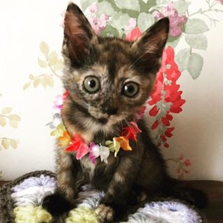 元気で可愛いおチビちゃん2カ月