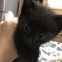 賢く元気な子猫ちゃん