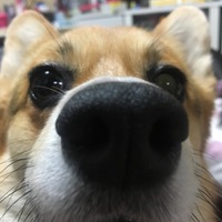 もも