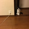人間を監視中のぶうちゃん