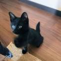 黒猫ファン必見!!生後3か月の男の子里親募集☆