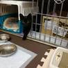 黒猫ファン必見!!生後3か月の男の子里親募集☆ サムネイル3