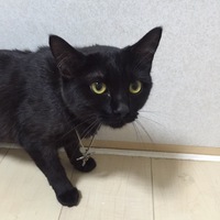 燐(りん)