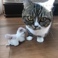 むぎ