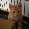 オチくんのお姉ちゃんかも❤美猫なっちゃん❤茶トラ♀