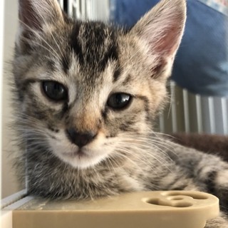 ６匹兄妹の子猫です❗️④キジトラ柄