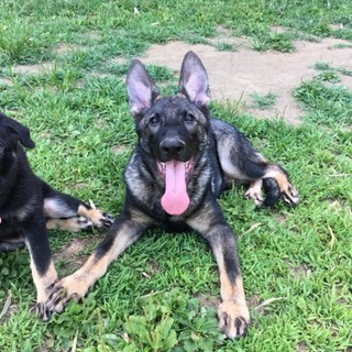 生後5ヶ月のシェパードの男の子