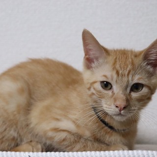 甘えん坊な茶トラの子猫ちゃん