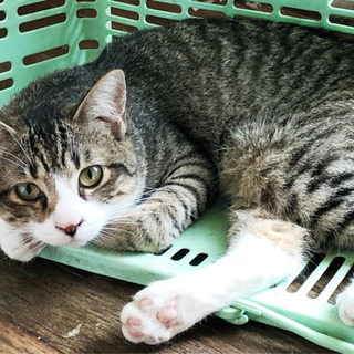 キジシロ3兄妹唯一の男の子