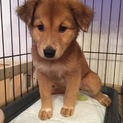キャリー❤️８週齢