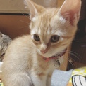 お願いします 可愛い子猫です。