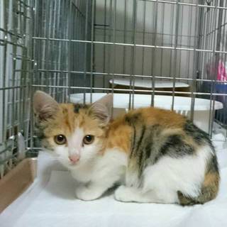 ２ヶ月位ちょっとタレ目美人な三毛ちゃん♪