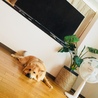 ナッツくん