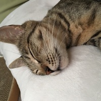 ルマ