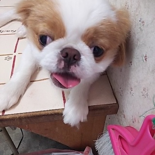 １才  チンの男の子