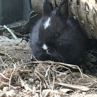 うさぎの赤ちゃん  黒×白（少し）