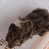 生後2ヶ月半のモルモット(オス) サムネイル3