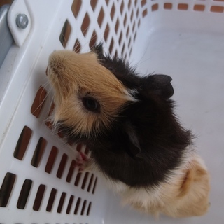 生後2ヶ月半のモルモット(オス)