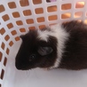 生後2ヶ月半のモルモット(メス) サムネイル3