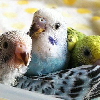 ありがとうございました。