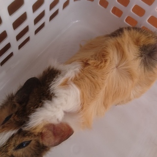 生後2ヶ月半のモルモット(メス)