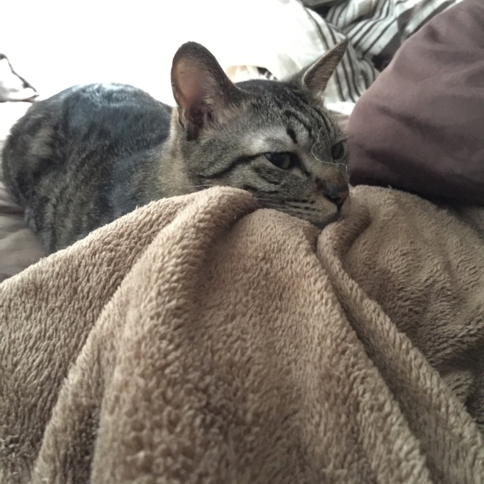 ルッチのカバー写真