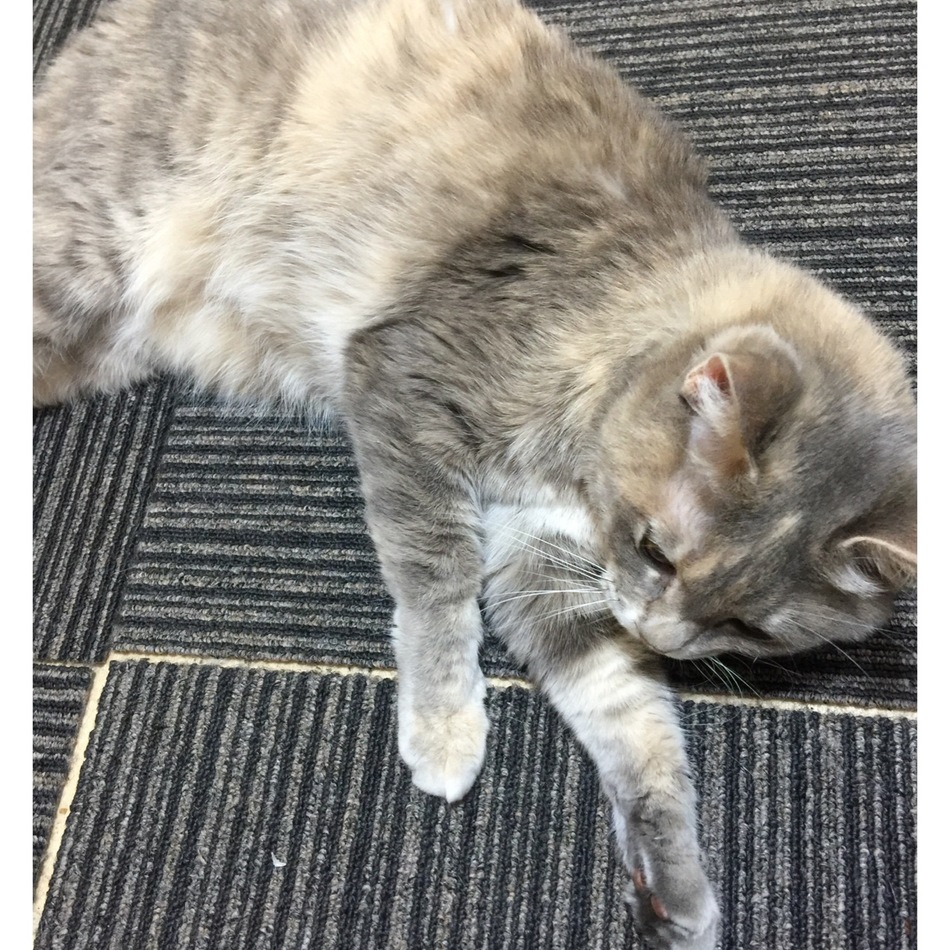 チッチのカバー写真