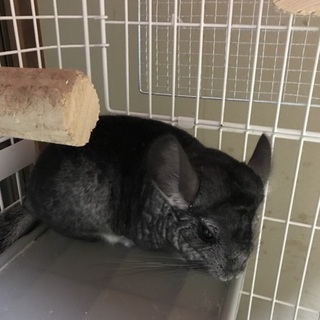 チンチラの里親様募集！