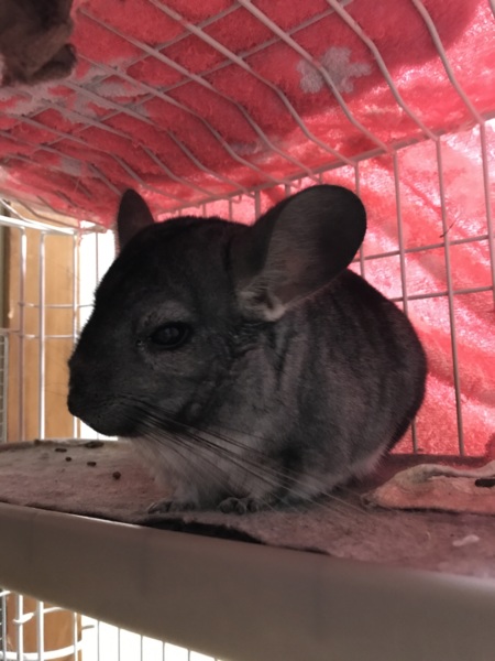 チンチラの里親様募集！ サムネイル1