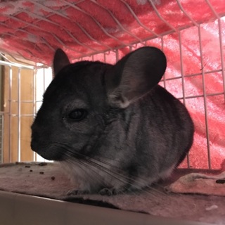 チンチラの里親様募集！