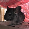 チンチラの里親様募集！ サムネイル1
