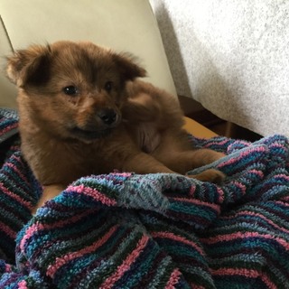 里親様募集！！仲介