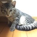 美人なキジちゃん