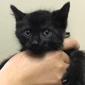 チビ黒ちゃん(男の子)