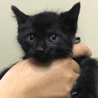 チビ黒ちゃん(男の子)