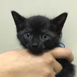 チビ黒ちゃん(女の子)