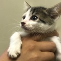 ちびちびキジ白