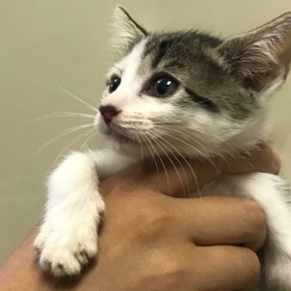 ちびちびキジ白