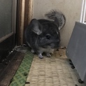 チンチラの里親様募集！