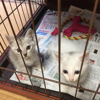 可愛い子猫兄妹